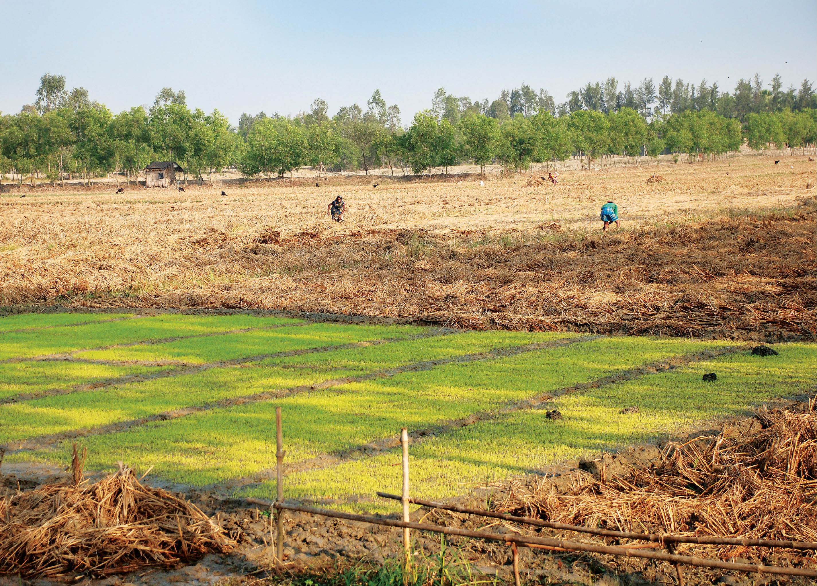 ABC, Climate Change and Reduced Rice Harvests in India